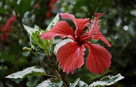 MG動(dòng)畫(huà)是什么?